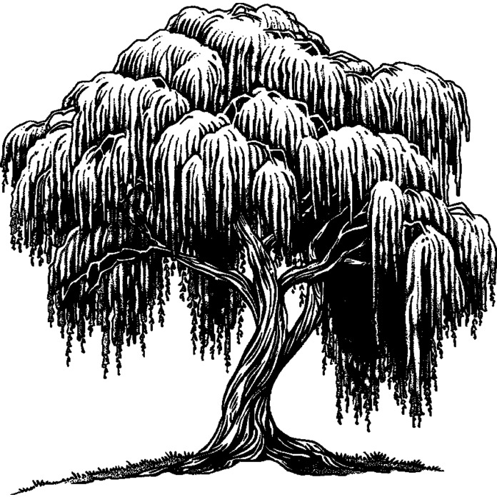 'Willow Tree' Unmounted Rubber Stamp - A8 - Craft Stamp for Scrapbooking, Card Making, Journals and Creative Projects (RS00060828)