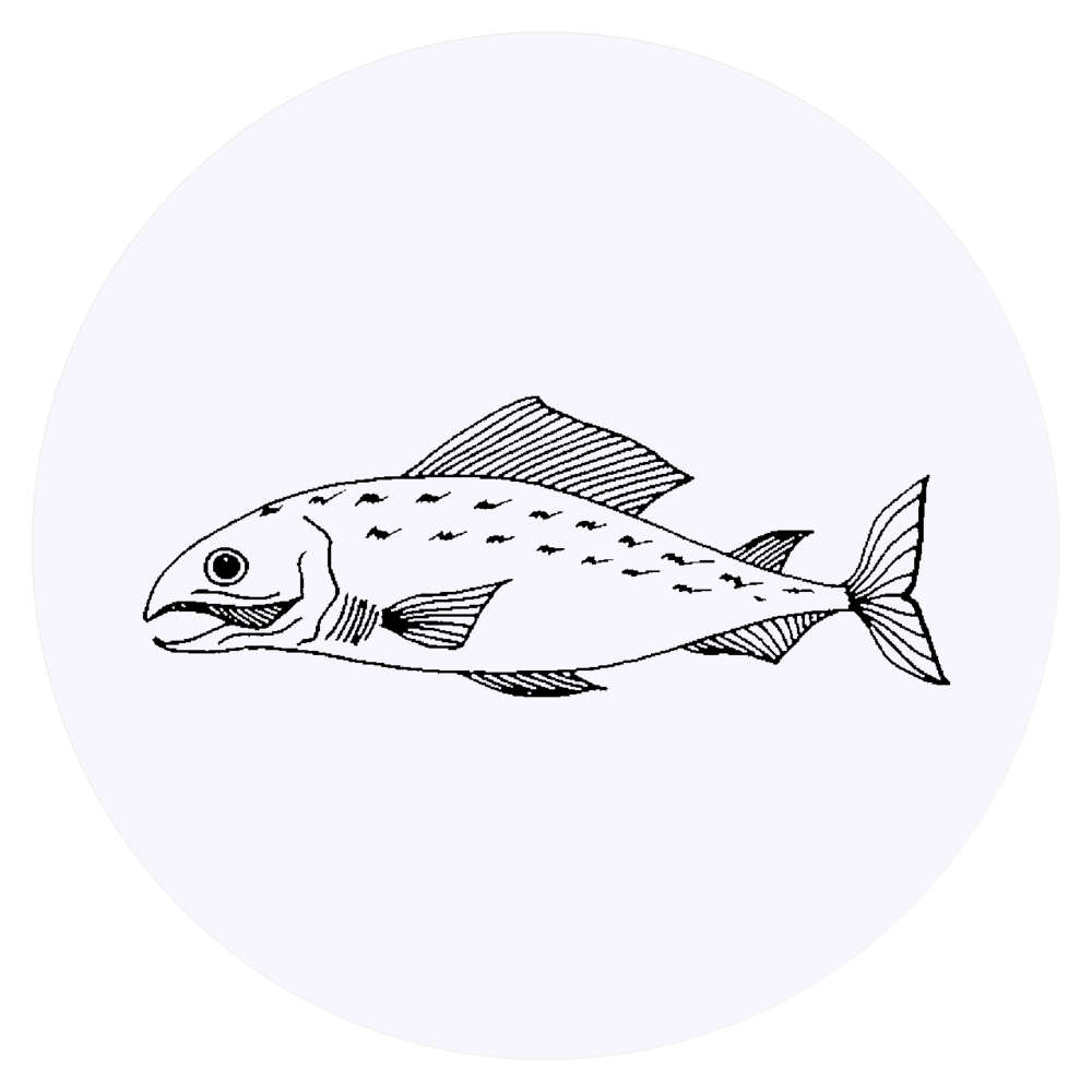 24 x 'Salmon' Stickers - for Crafts, Scrapbooking and Labelling (SK00015556)