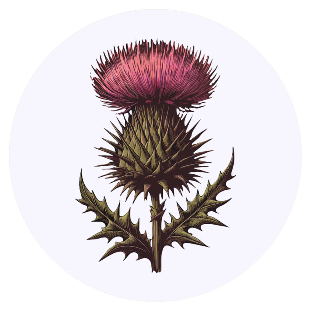 24 x 'Scottish Thistle' Stickers - for Crafts, Scrapbooking and Labelling (SK00068347)
