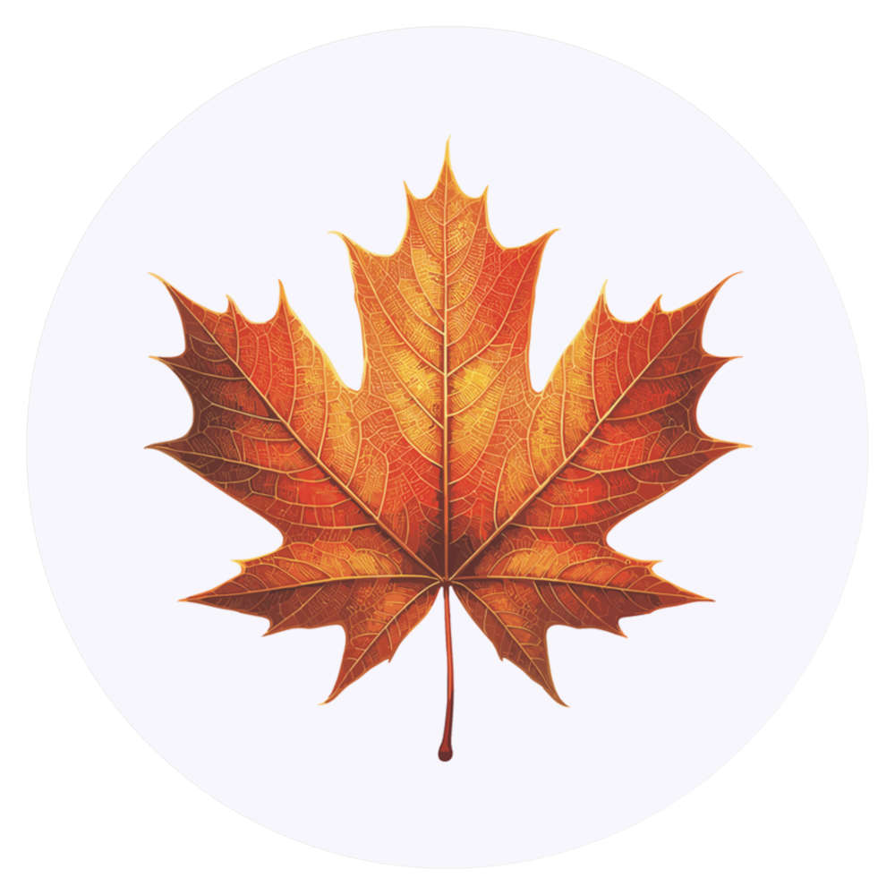 24 x 'Maple Leaf' Stickers - for Crafts, Scrapbooking and Labelling (SK00074127)