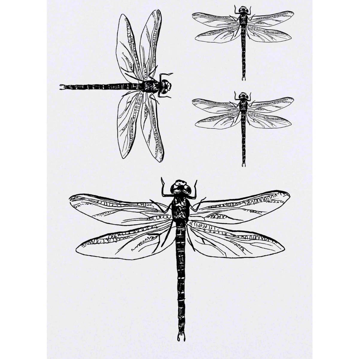 4 x 'Dragonfly' Temporary Tattoos -  Water Resistant, Skin-Safe, Non-Toxic Transfers, Mixed Sizes (TO00002939)