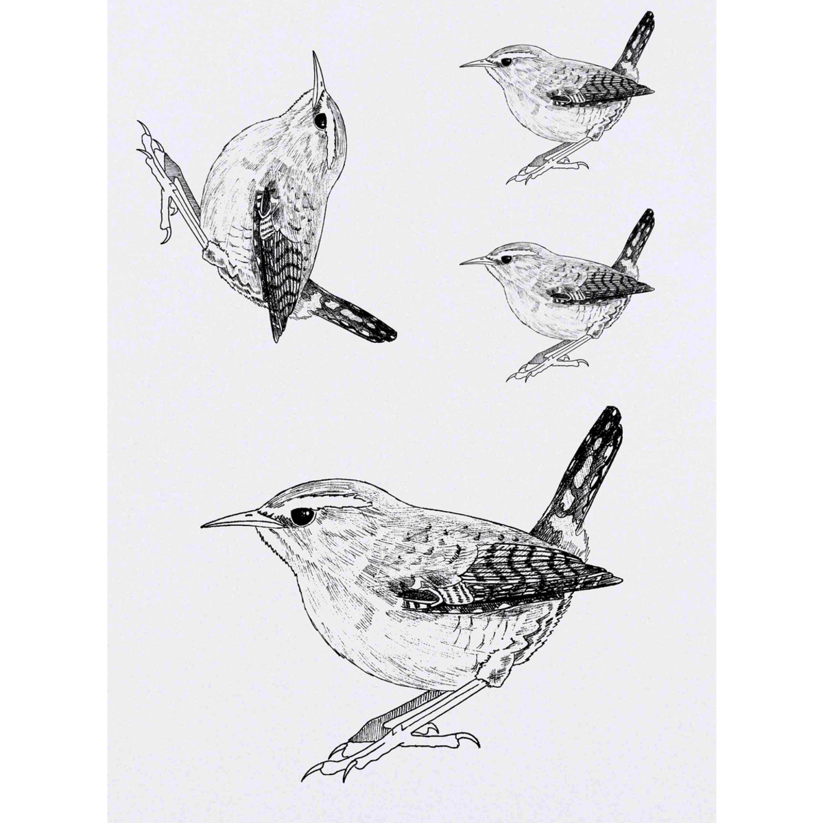'Wren' Temporary Tattoos -  Water Resistant, Skin-Safe, Non-Toxic Transfers (TO012028)