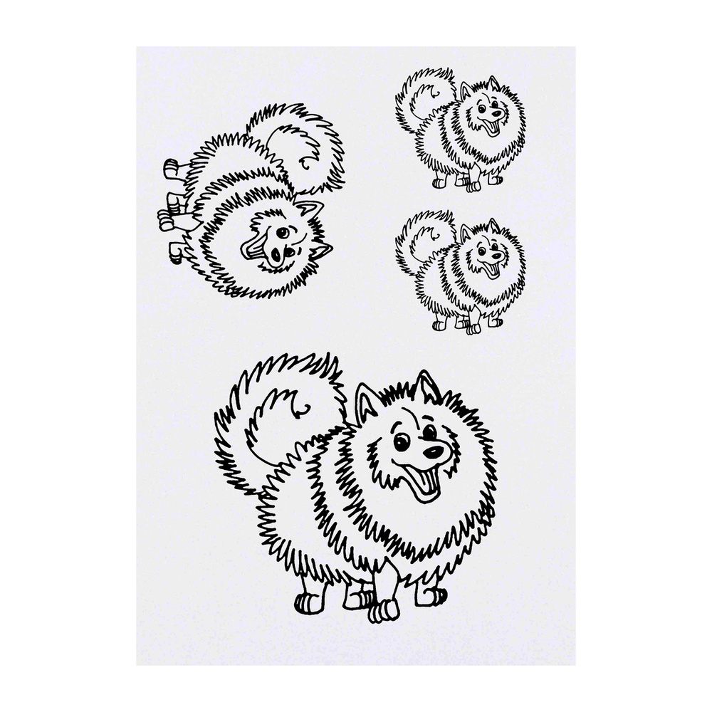 'Pomeranian Dog' Temporary Tattoos - Water Resistant, Skin-Safe, Non-Toxic Transfers (TO012677)