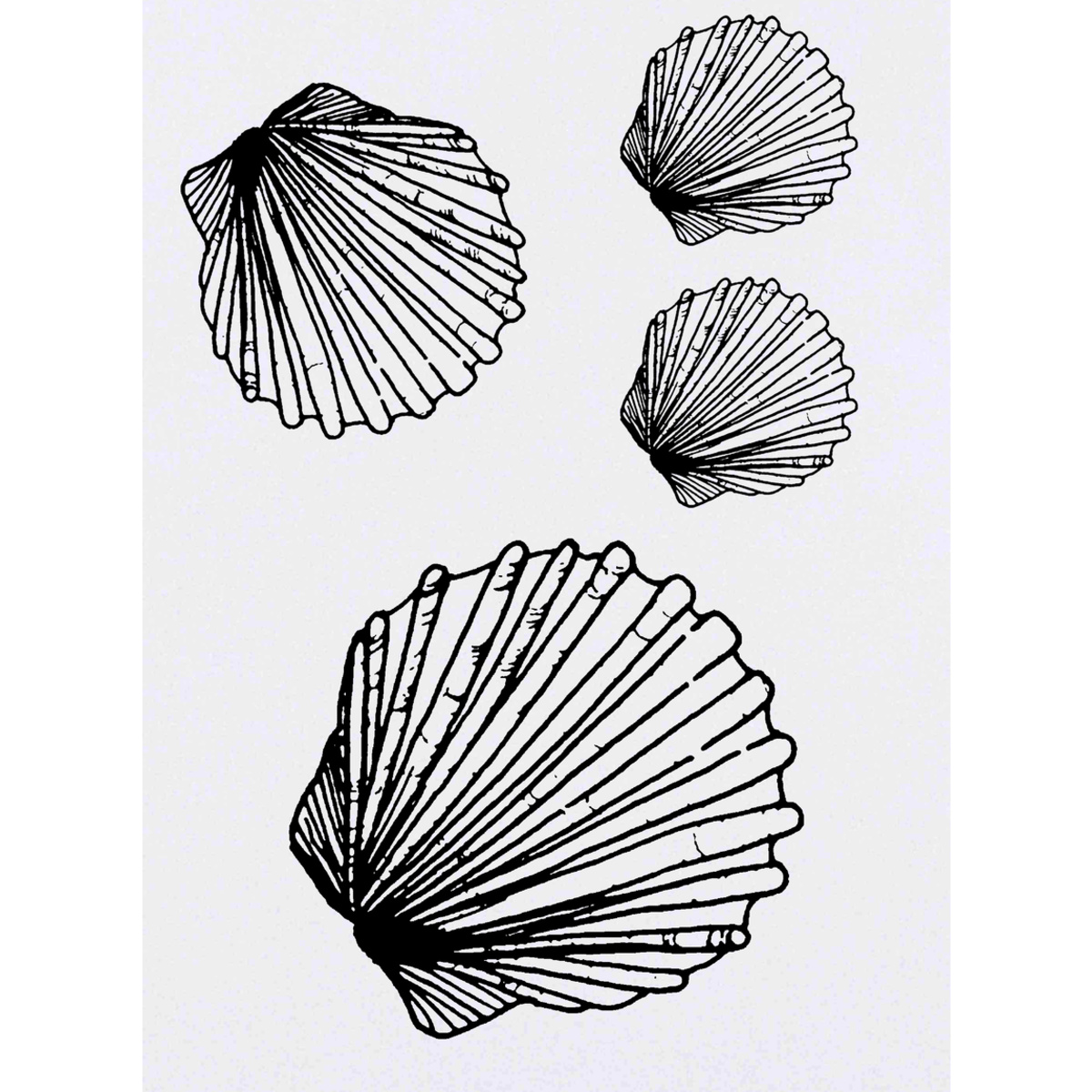 'Scallop Shell' Temporary Tattoos -  Water Resistant, Skin-Safe, Non-Toxic Transfers (TO014519)