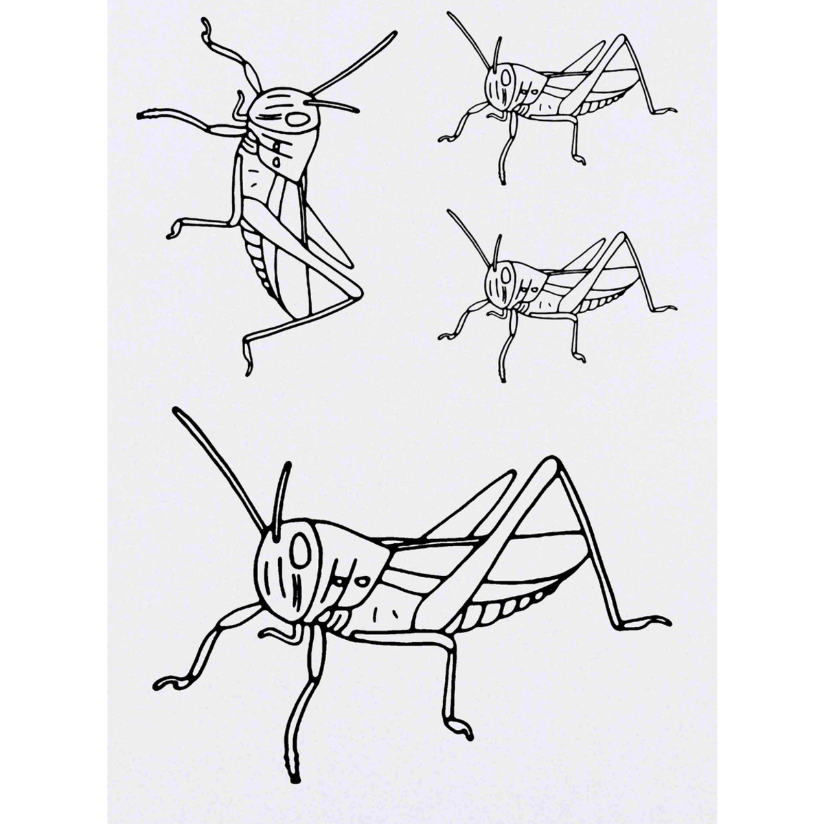 'Grasshopper Insect' Temporary Tattoo Transfers - Water Resistant Skin Safe Designs for Parties, Costumes and Gifts (TO019858)