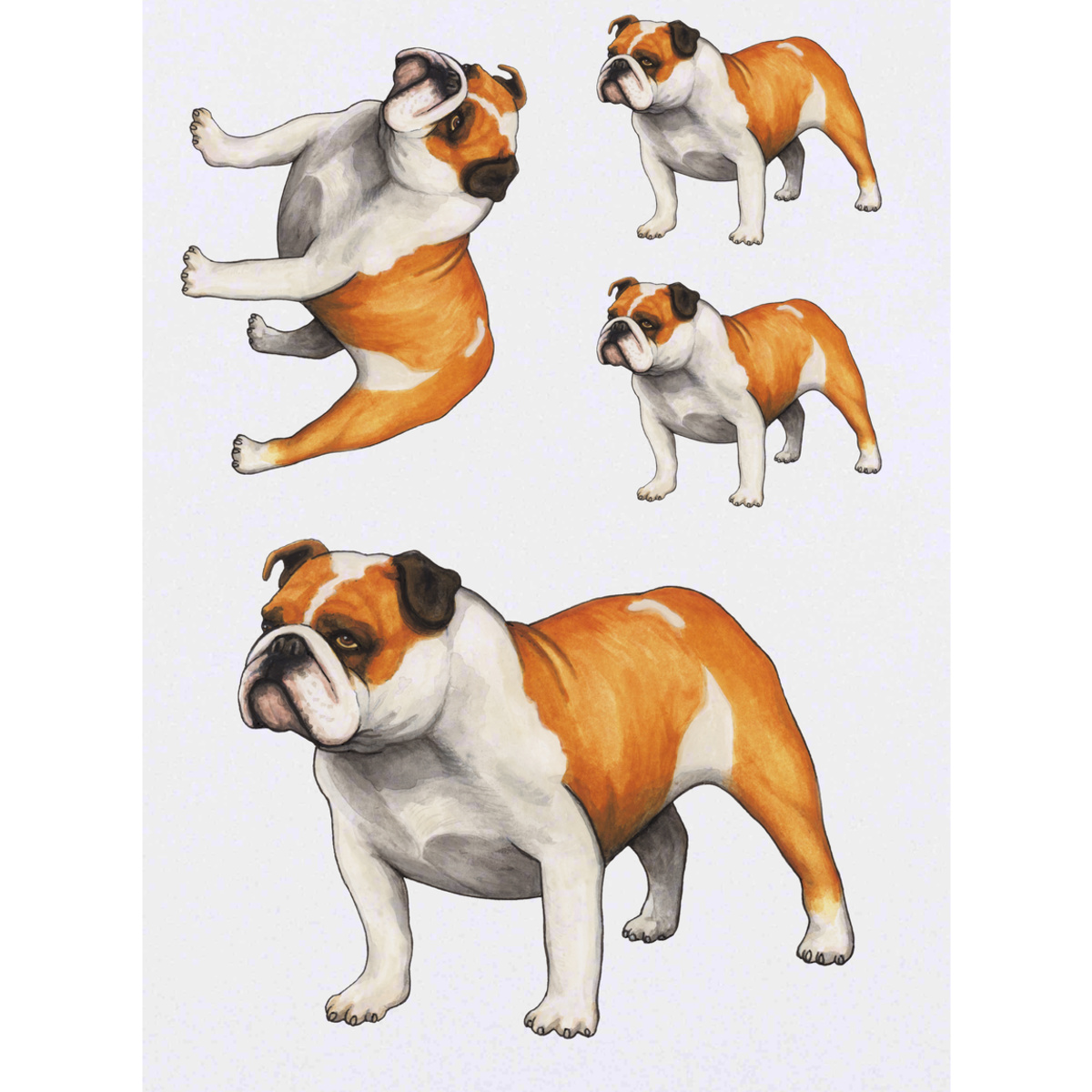 'English Bulldog' Temporary Tattoos -  Water Resistant, Skin-Safe, Non-Toxic Transfers (TO020581)