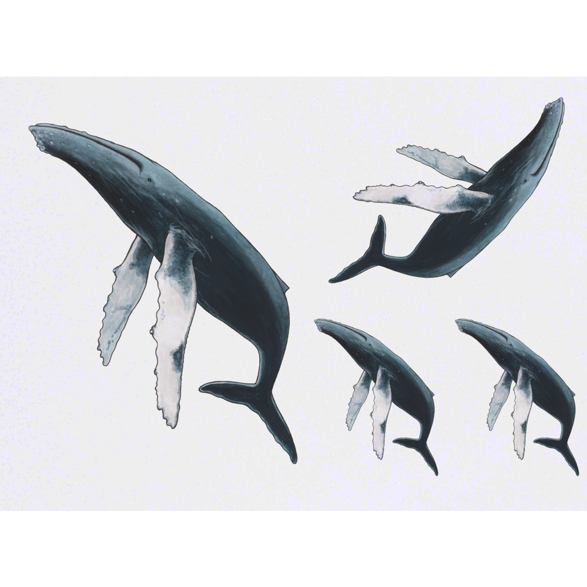 'Humpback Whale' Temporary Tattoos -  Water Resistant, Skin-Safe, Non-Toxic Transfers (TO020846)