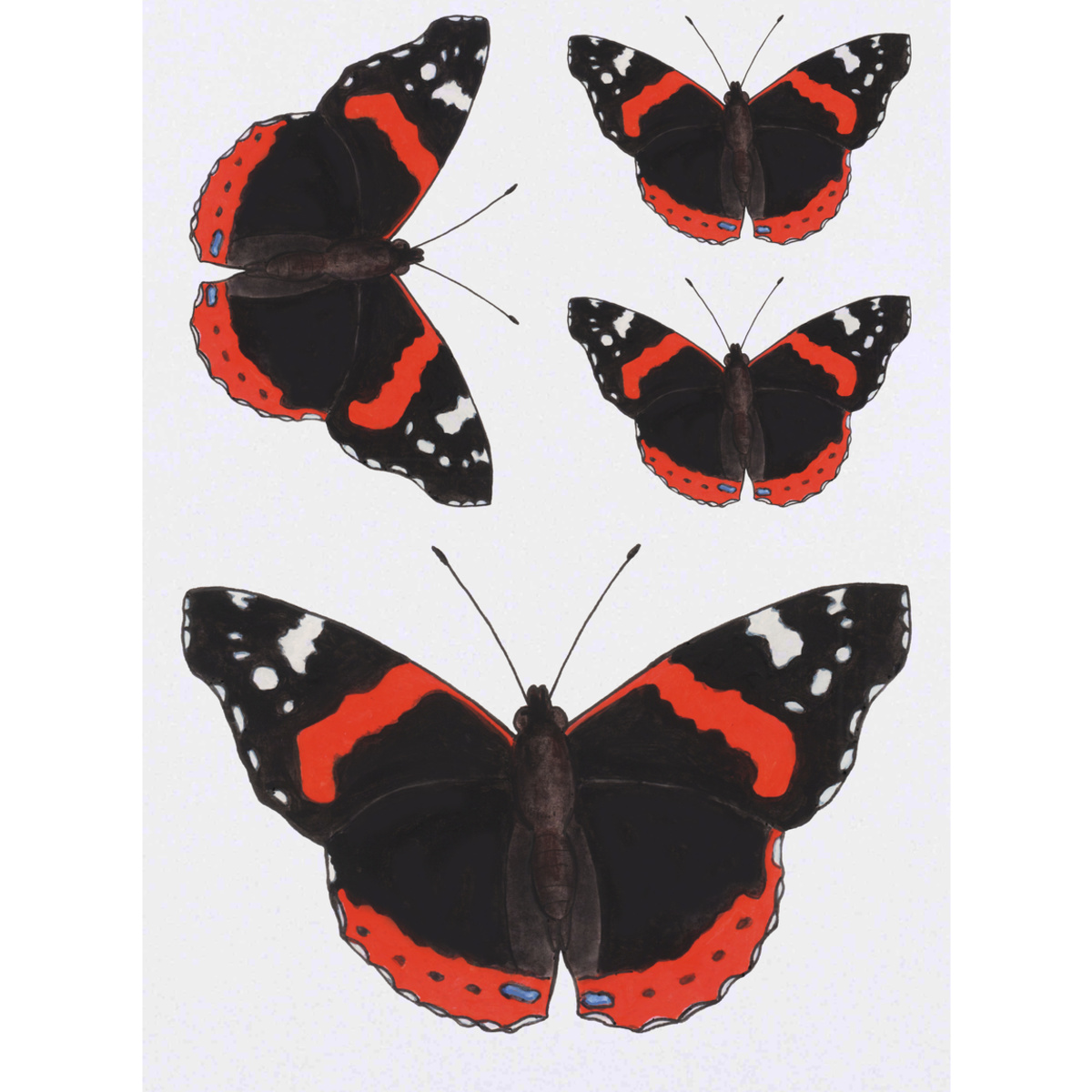 4 x 'Red Admiral Butterfly' Temporary Tattoos -  Water Resistant, Skin-Safe, Non-Toxic Transfers, Mixed Sizes (TO00013862)