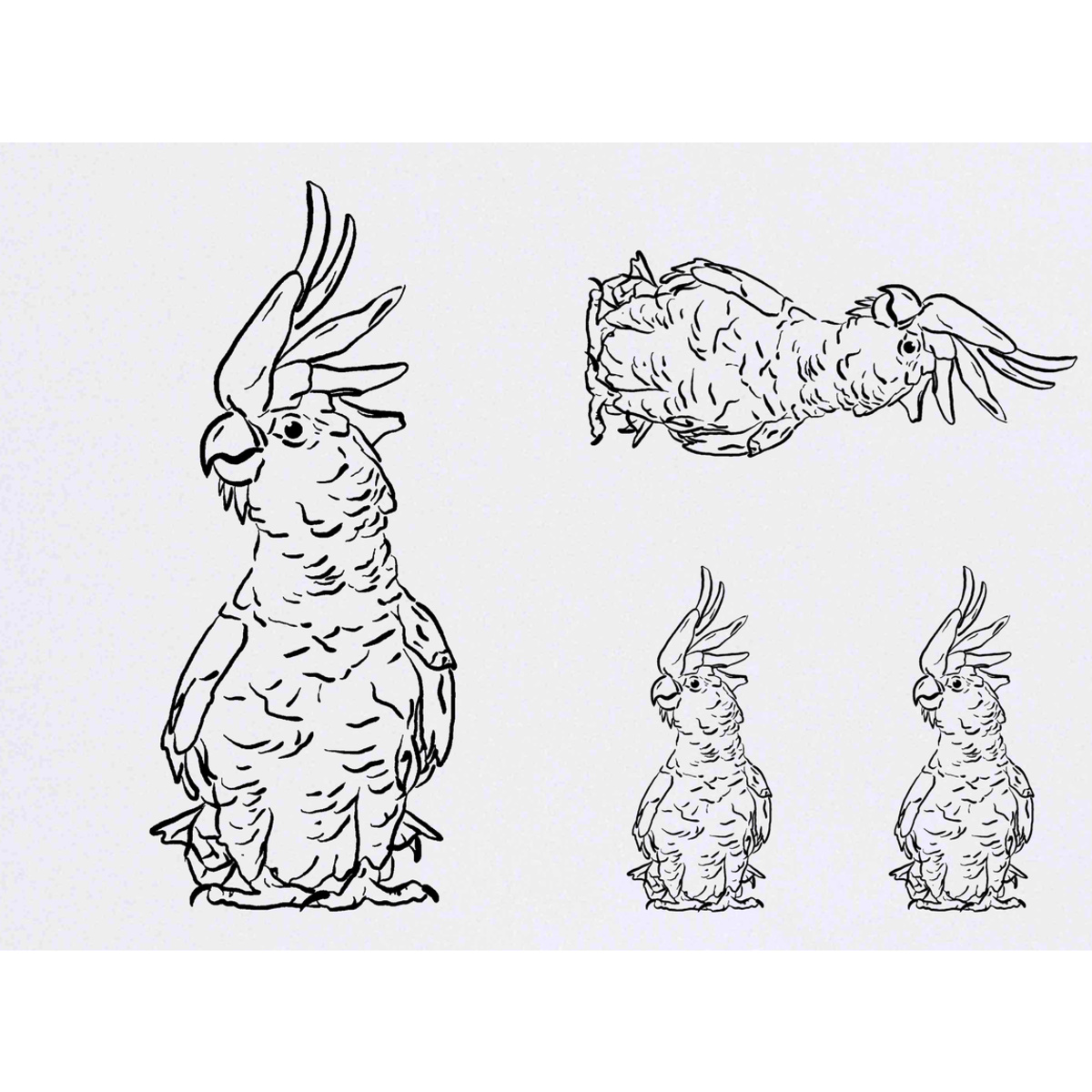 'Cockatoo' Temporary Tattoos -  Water Resistant, Skin-Safe, Non-Toxic Transfers (TO025351)