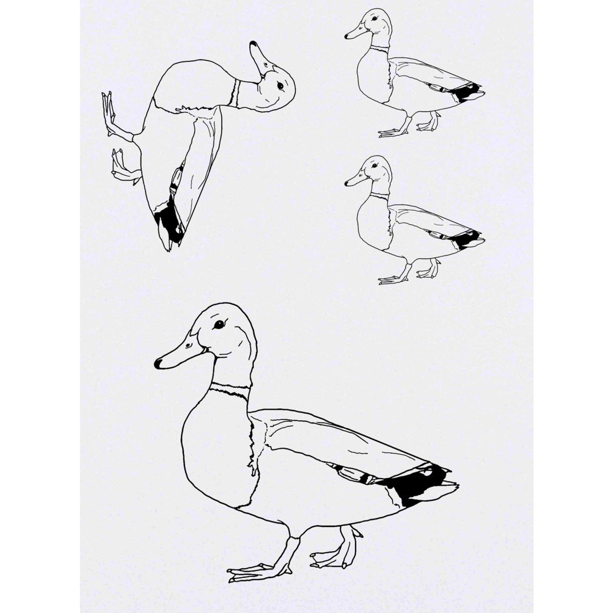 'Mallard Duck' Temporary Tattoos -  Water Resistant, Skin-Safe, Non-Toxic Transfers (TO028471)