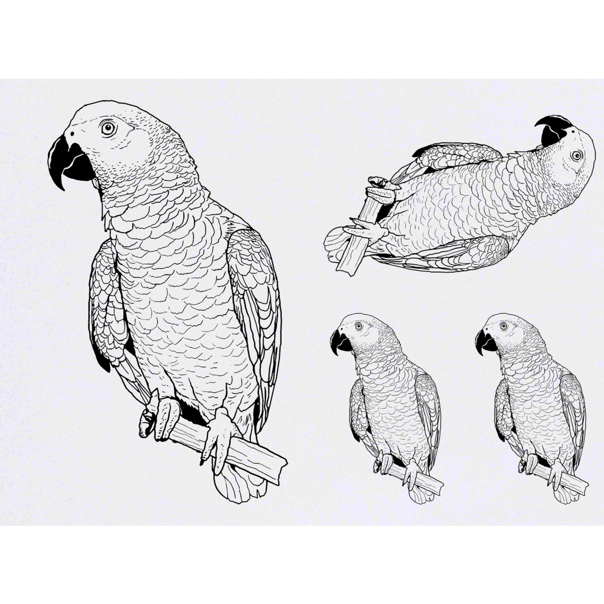'African Grey Parrot' Temporary Tattoos -  Water Resistant, Skin-Safe, Non-Toxic Transfers (TO028546)