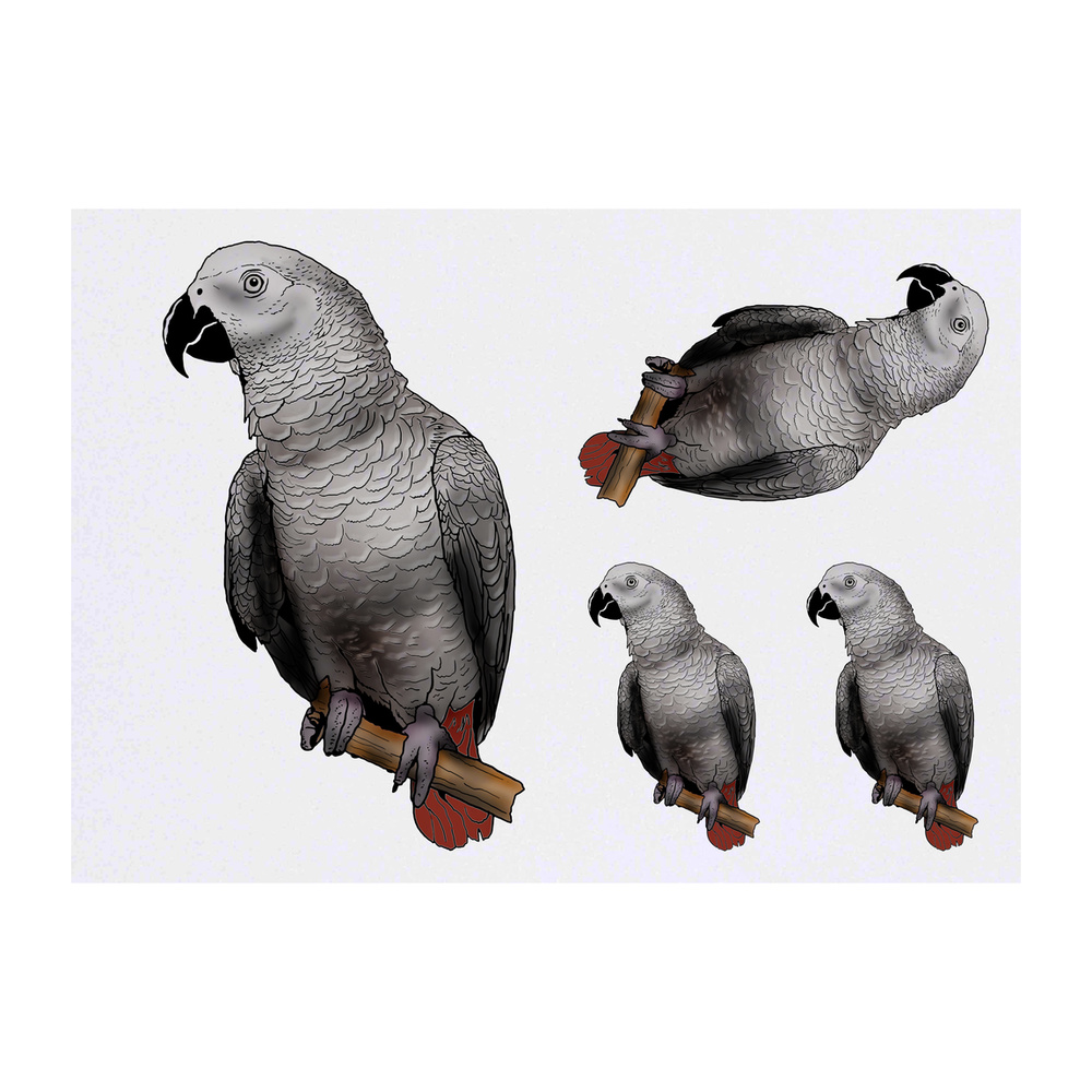 'African  Grey Parrot' Temporary Tattoos - Water Resistant, Skin-Safe, Non-Toxic Transfers (TO028573)