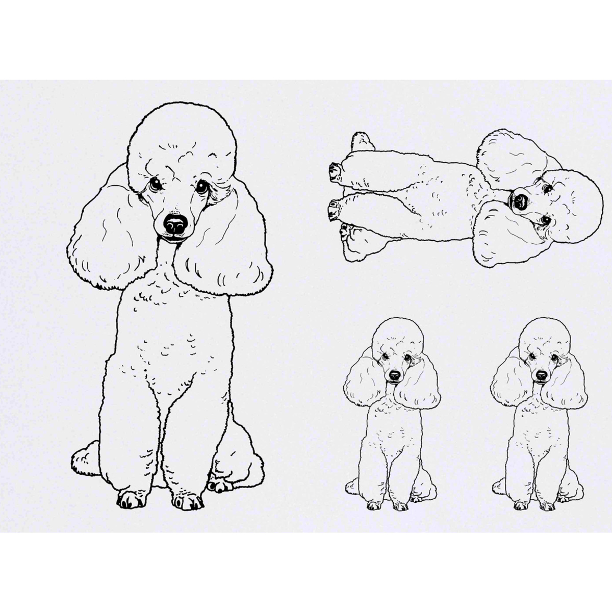 'Toy Poodle' Temporary Tattoos -  Water Resistant, Skin-Safe, Non-Toxic Transfers (TO028716)