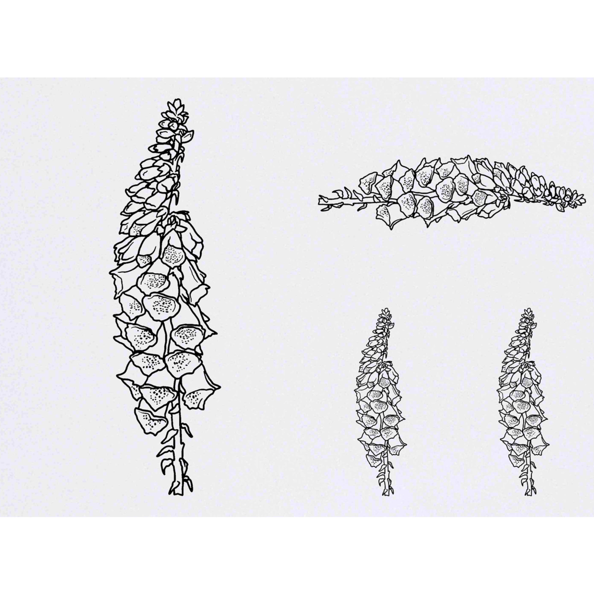'Foxglove' Temporary Tattoos -  Water Resistant, Skin-Safe, Non-Toxic Transfers (TO030060)