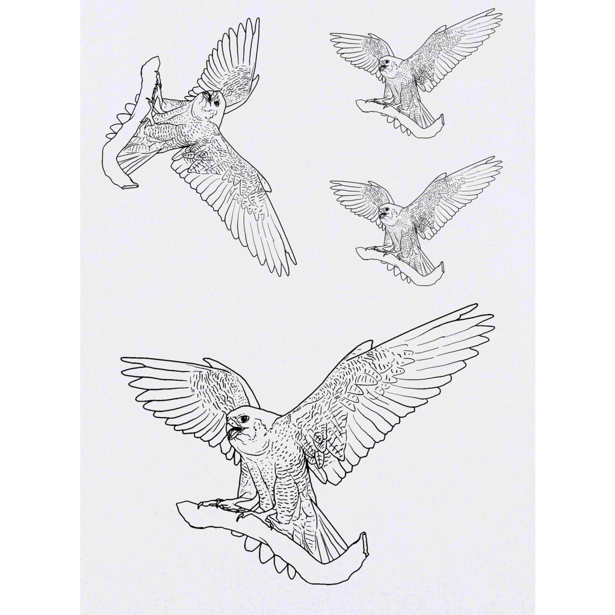 'Peregrine Falcon' Temporary Tattoos -  Water Resistant, Skin-Safe, Non-Toxic Transfers (TO030995)
