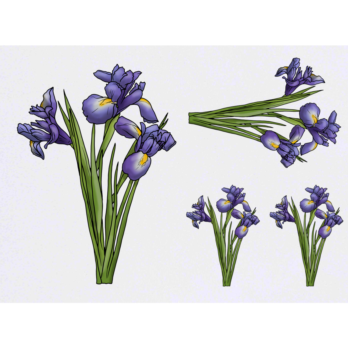 'Blue Iris Flowers' Temporary Tattoos -  Water Resistant, Skin-Safe, Non-Toxic Transfers (TO035347)
