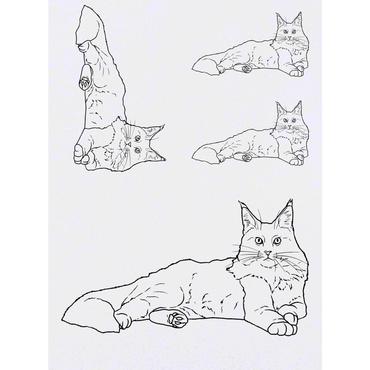 'Maine Coon' Temporary Tattoos -  Water Resistant, Skin-Safe, Non-Toxic Transfers (TO035848)