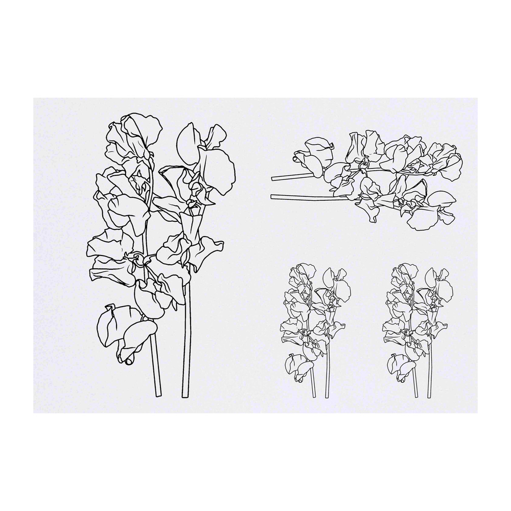 'SweetPea Flower' Temporary Tattoos - Water Resistant, Skin-Safe, Non-Toxic Transfers (TO038452)