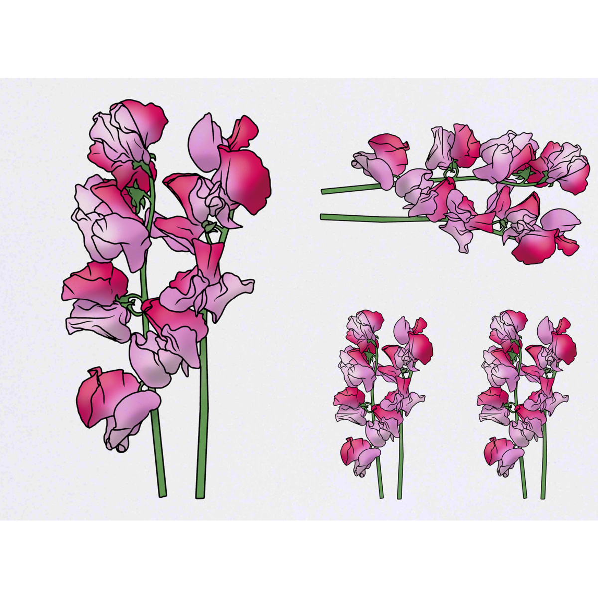 'Pink Sweetpea Flowers' Temporary Tattoos -  Water Resistant, Skin-Safe, Non-Toxic Transfers (TO038597)