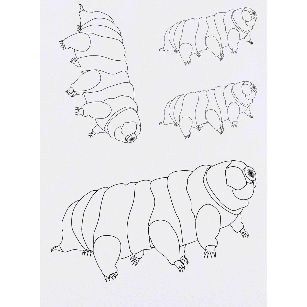 'Tardigrade' Temporary Tattoos -  Water Resistant, Skin-Safe, Non-Toxic Transfers (TO042167)