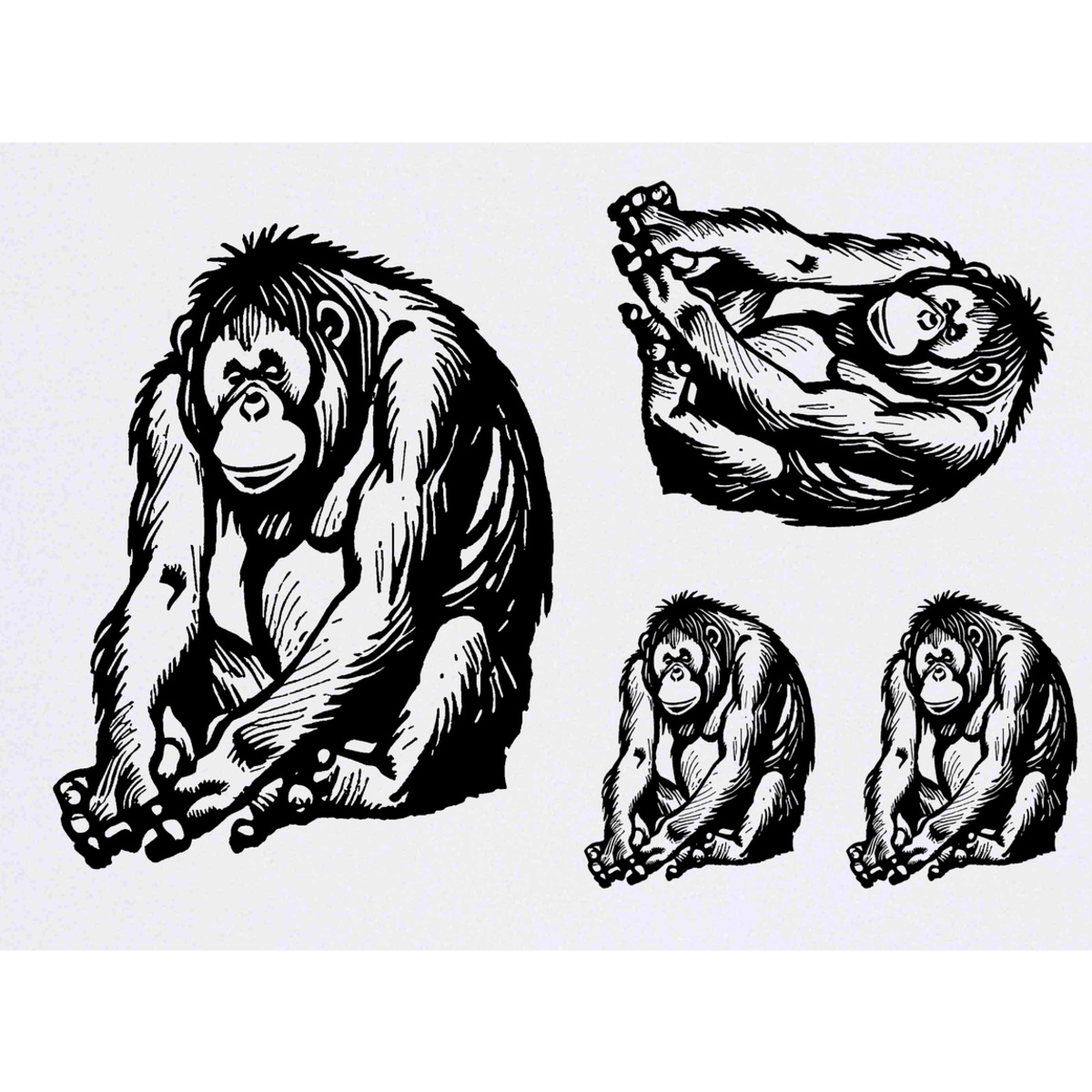 'Bornean Orangutan' Temporary Tattoos -  Water Resistant, Skin-Safe, Non-Toxic Transfers (TO045998)
