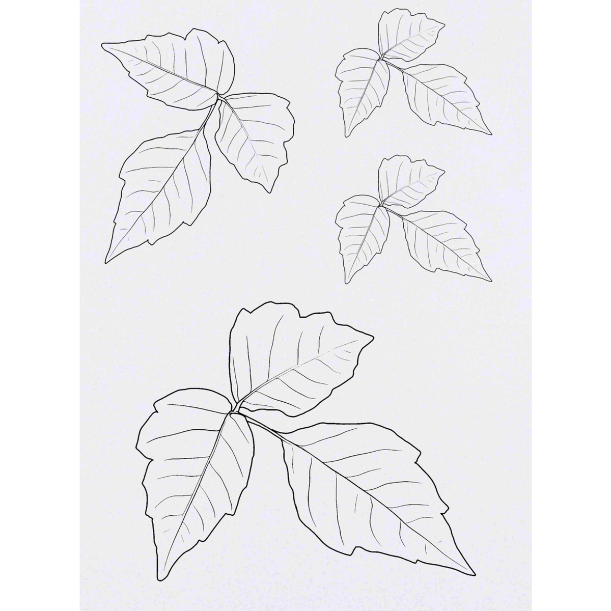 'Poison Ivy' Temporary Tattoos -  Water Resistant, Skin-Safe, Non-Toxic Transfers (TO046509)