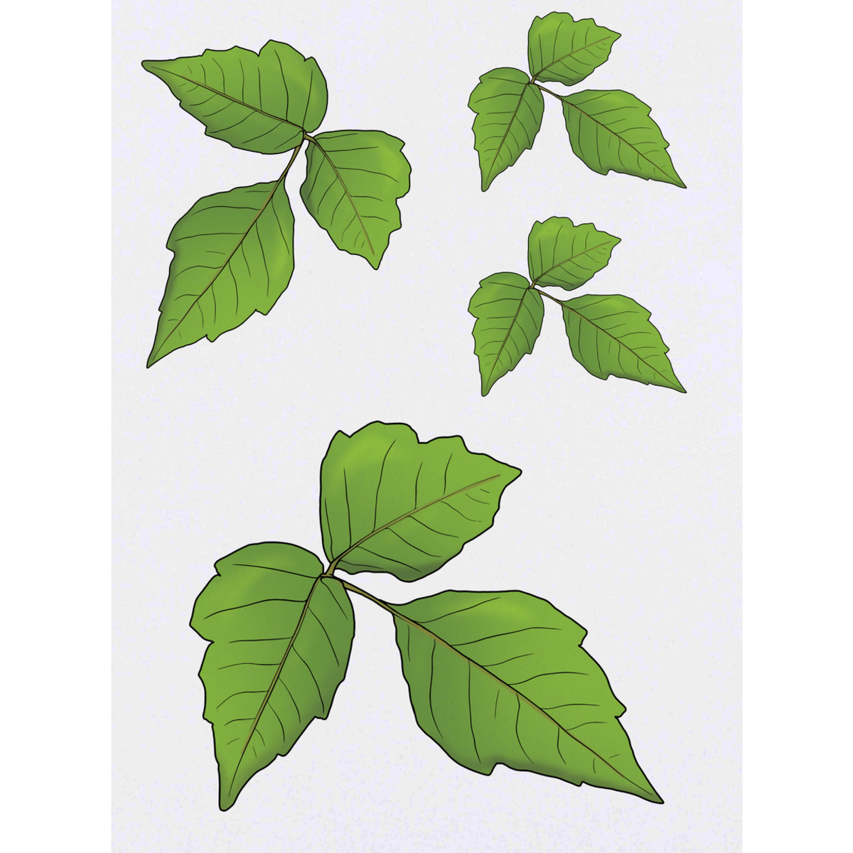 'Poison Ivy' Temporary Tattoos -  Water Resistant, Skin-Safe, Non-Toxic Transfers (TO046510)