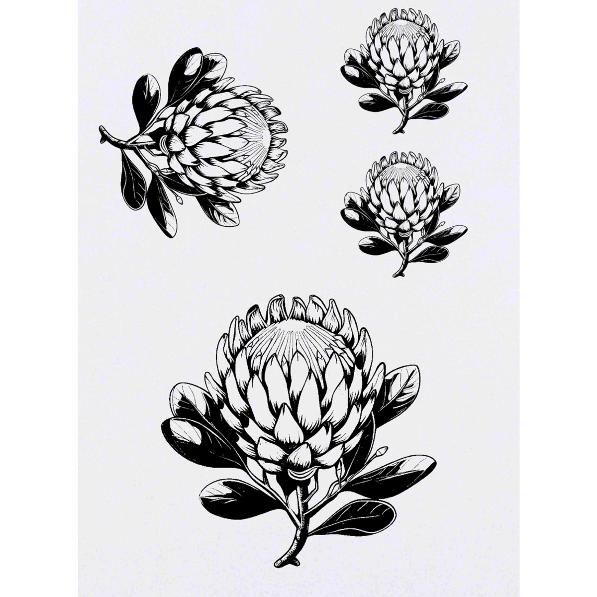 'Protea Flower' Temporary Tattoos -  Water Resistant, Skin-Safe, Non-Toxic Transfers (TO047254)