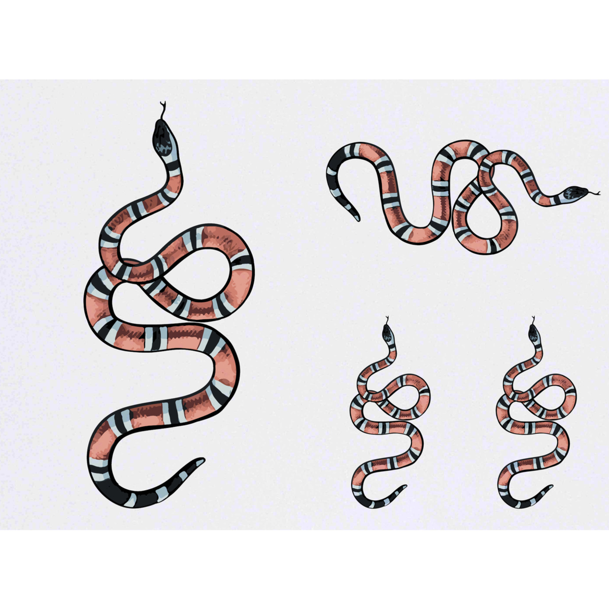 4 x 'Coral Snake' Temporary Tattoos -  Water Resistant, Skin-Safe, Non-Toxic Transfers, Mixed Sizes (TO00074068)