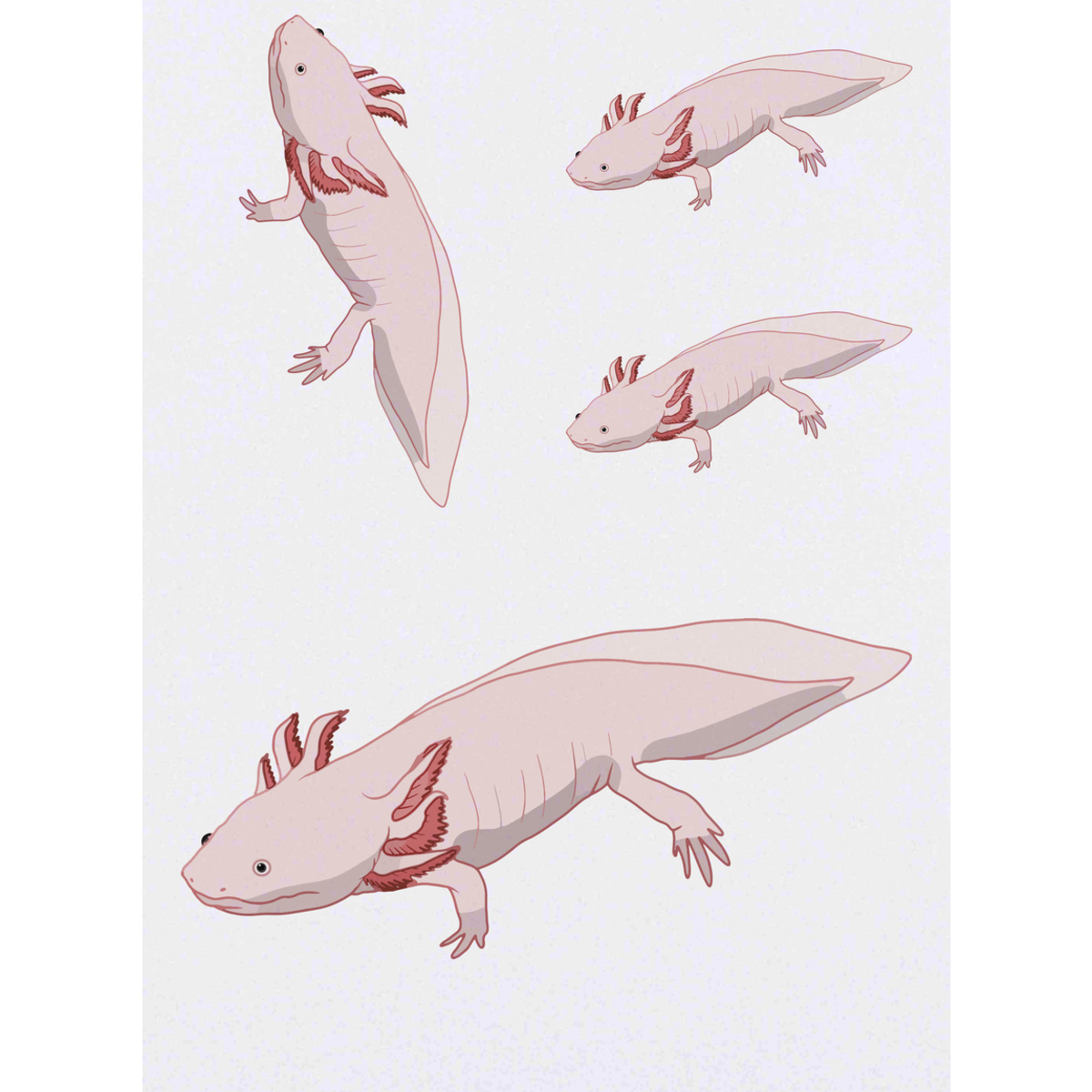 'Long Axolotl' Temporary Tattoos -  Water Resistant, Skin-Safe, Non-Toxic Transfers (TO048018)