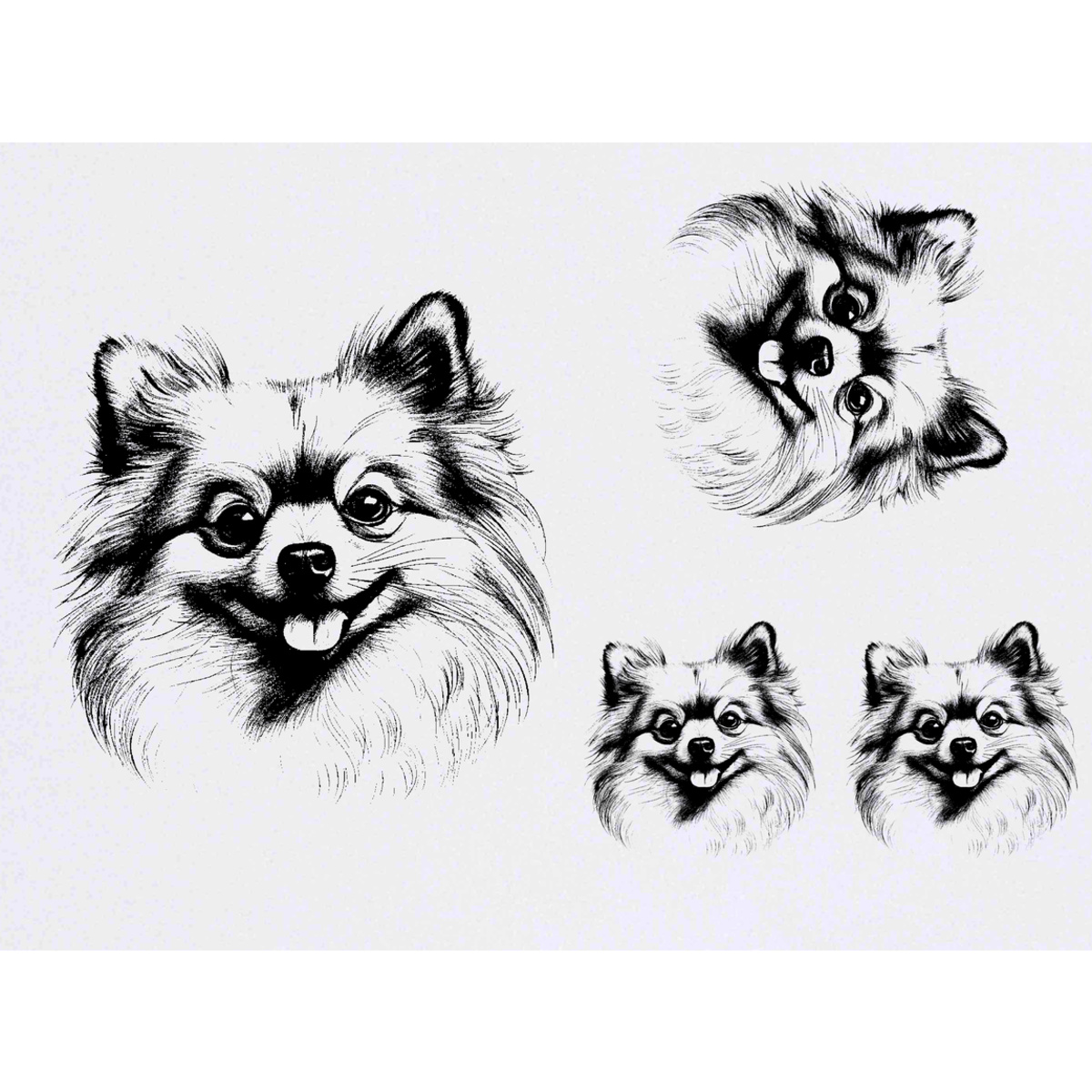 'Pomeranian Dog' Temporary Tattoo Transfers - Water Resistant Skin Safe Designs for Parties, Costumes and Gifts (TO051252)