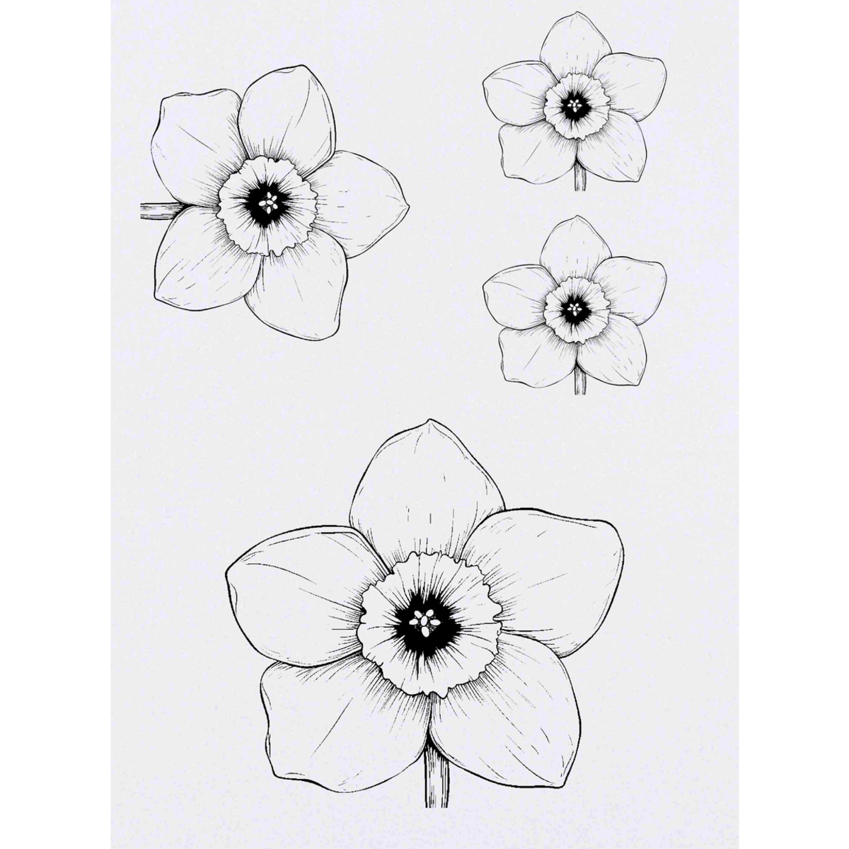 4 x 'Single Daffodil ' Temporary Tattoos -  Water Resistant, Skin-Safe, Non-Toxic Transfers, Mixed Sizes (TO00082800)