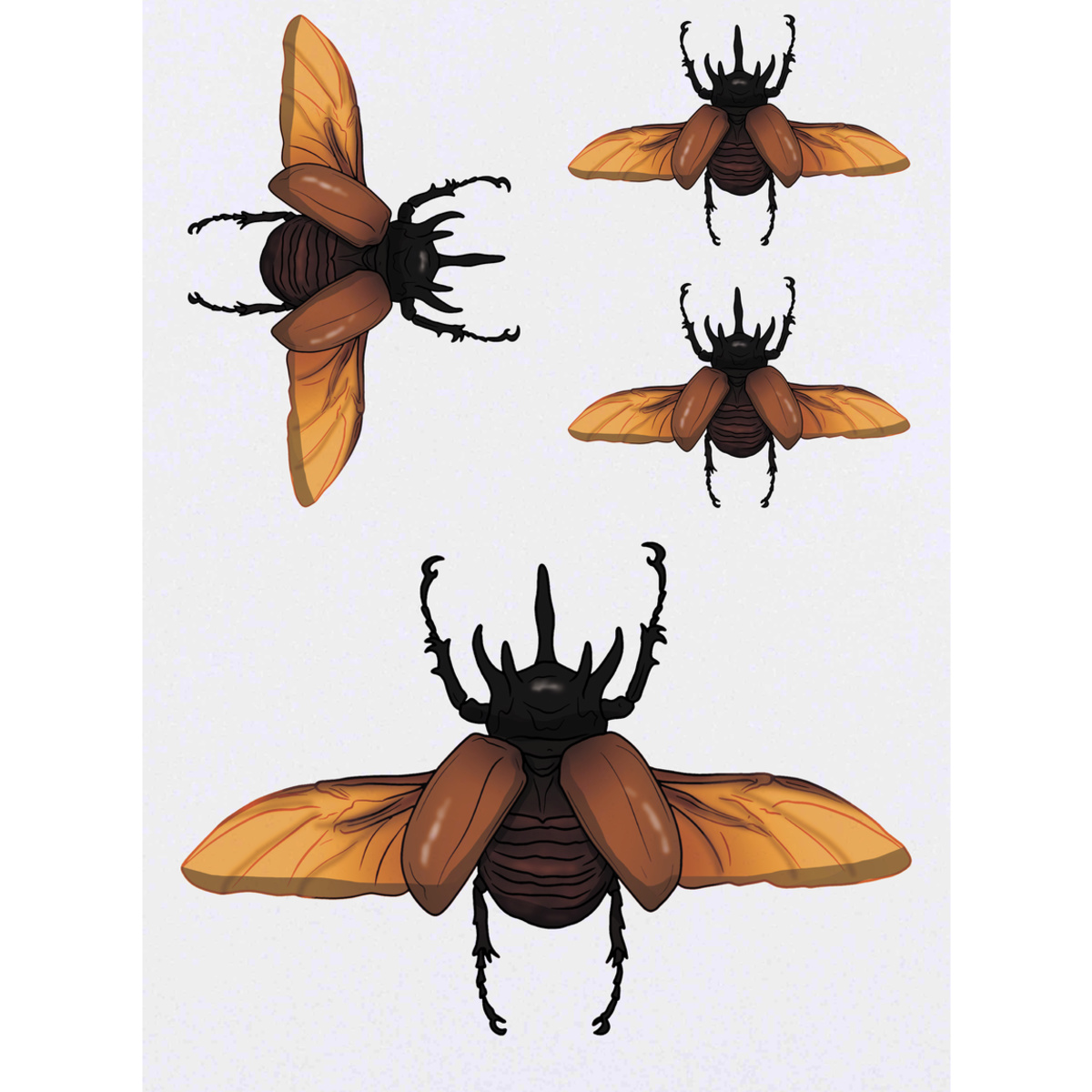 'Atlas Beetle Flying' Temporary Tattoos -  Water Resistant, Skin-Safe, Non-Toxic Transfers (TO053243)