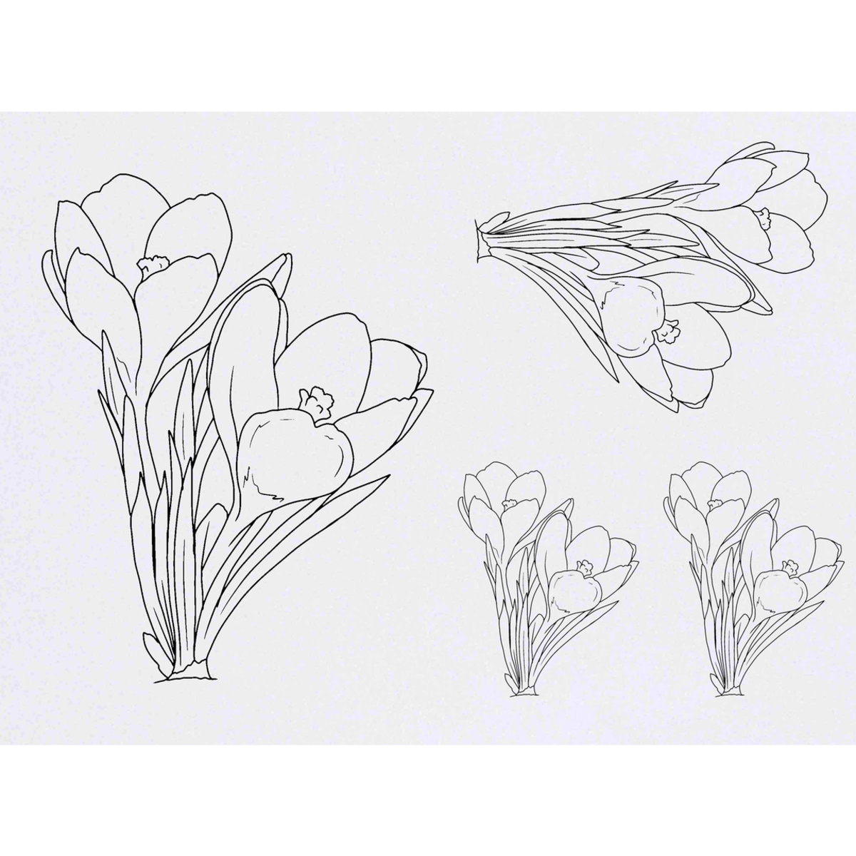 'Crocus Flowers' Temporary Tattoos -  Water Resistant, Skin-Safe, Non-Toxic Transfers (TO054538)