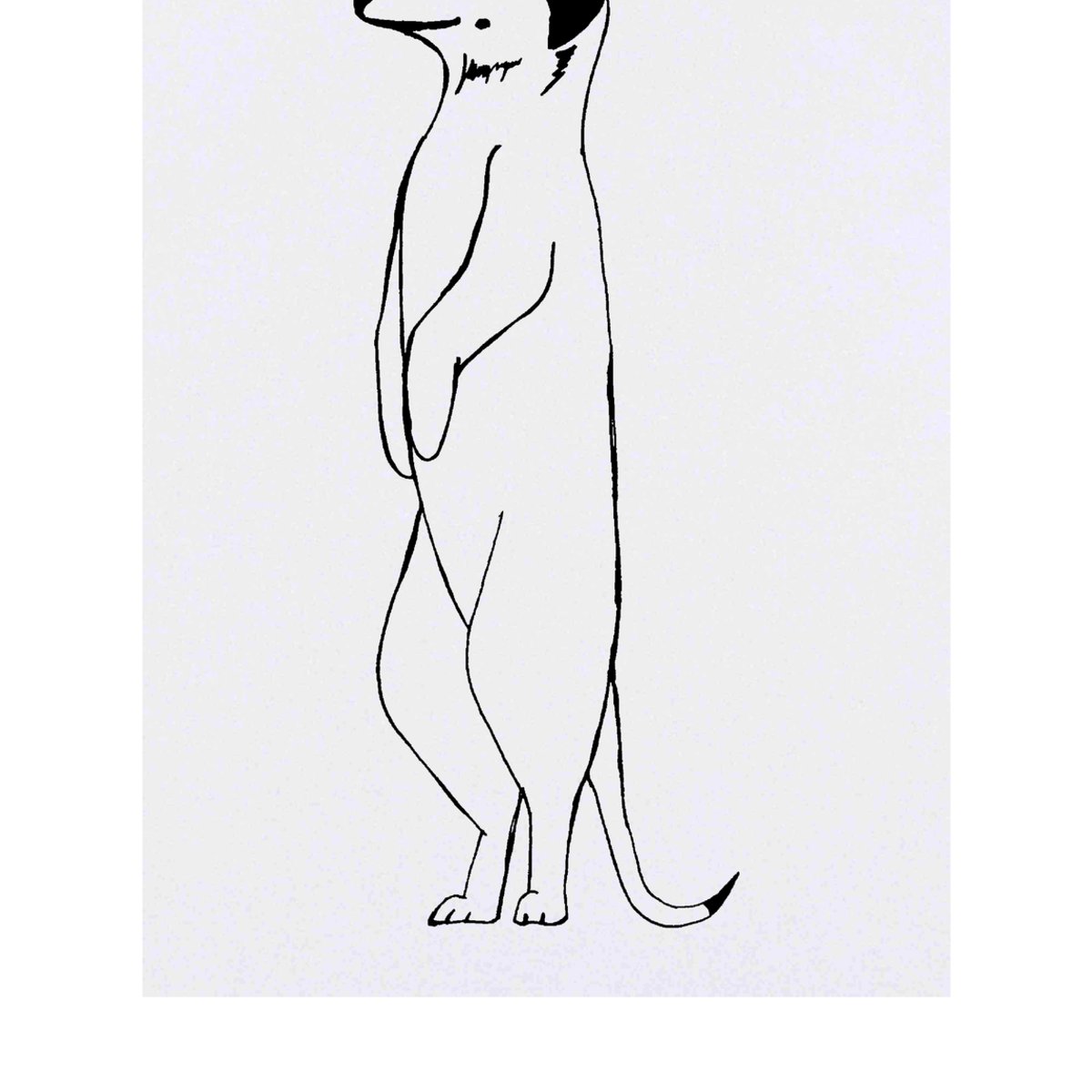 'Meerkat' Temporary Tattoo -  Water Resistant, Skin-Safe, Non-Toxic Transfer (TO00017541)