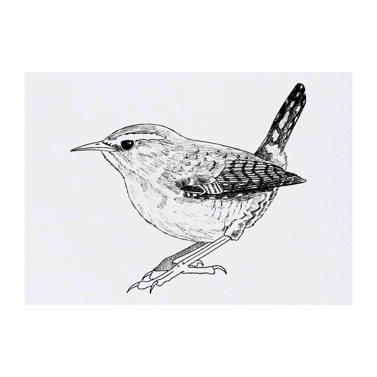'Wren' Temporary Tattoo -  Water Resistant, Skin-Safe, Non-Toxic Transfer (TO00021991)