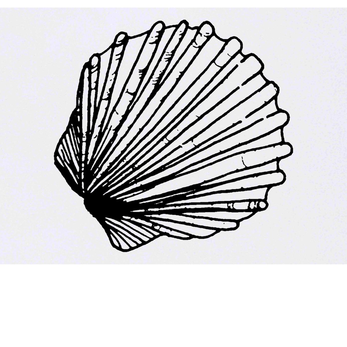 'Scallop Shell' Temporary Tattoo -  Water Resistant, Skin-Safe, Non-Toxic Transfer (TO00023286)