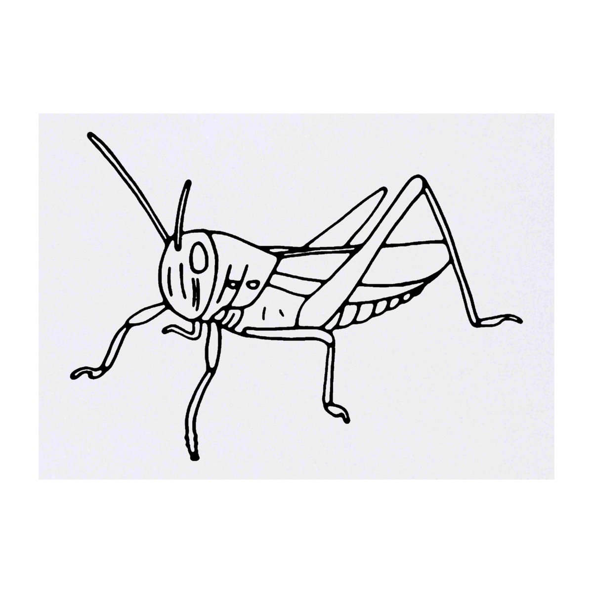 'Grasshopper Insect' Temporary Tattoo - A6 - Water Resistant Skin Safe Transfer for Parties, Costumes and Gifts (TO00027555)