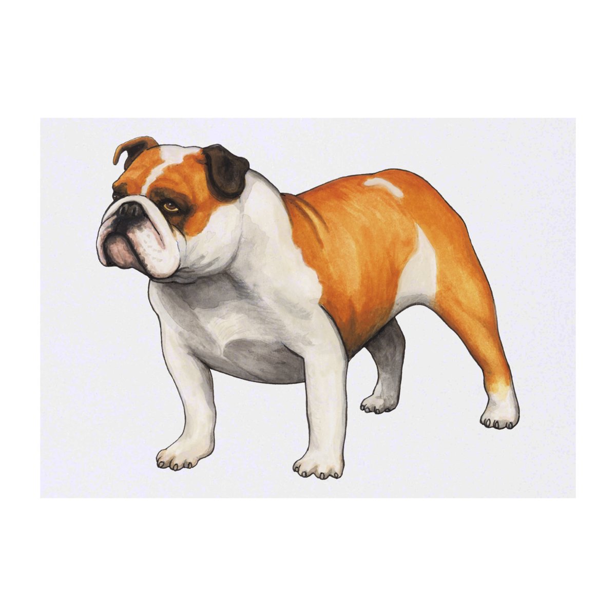 'English Bulldog' Temporary Tattoo -  Water Resistant, Skin-Safe, Non-Toxic Transfer (TO00028235)
