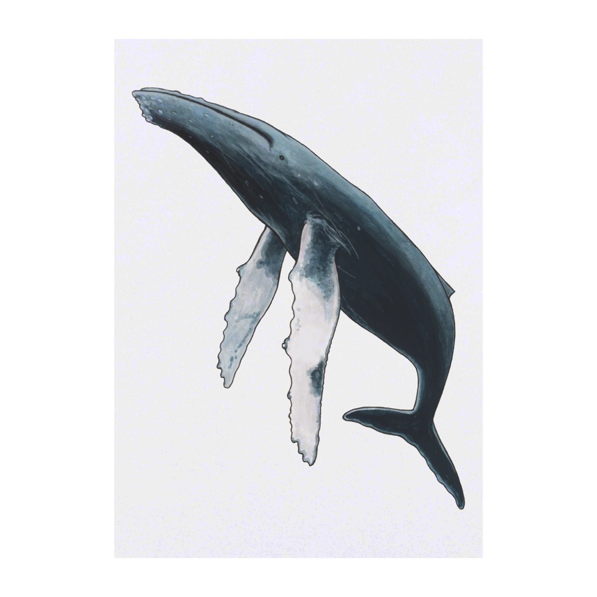 'Humpback Whale' Temporary Tattoo -  Water Resistant, Skin-Safe, Non-Toxic Transfer (TO00028497)