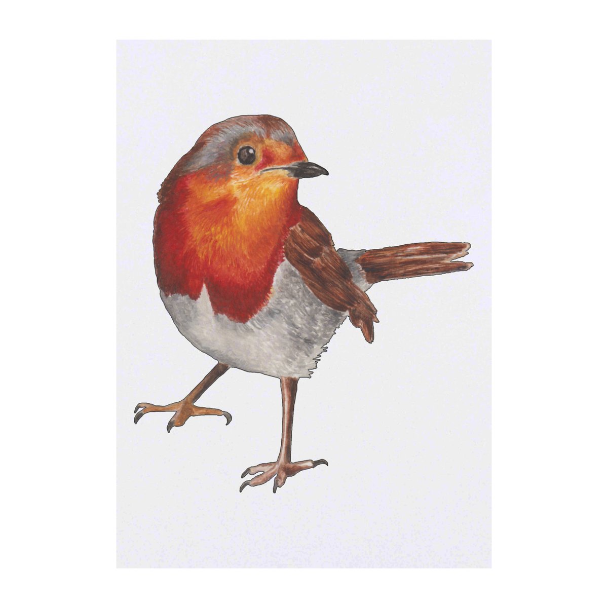 'Robin' Temporary Tattoo - Winter Garden Bird Red Breast Art - Water Resistant, Skin-Safe, Non-Toxic Transfer (TO00037998)