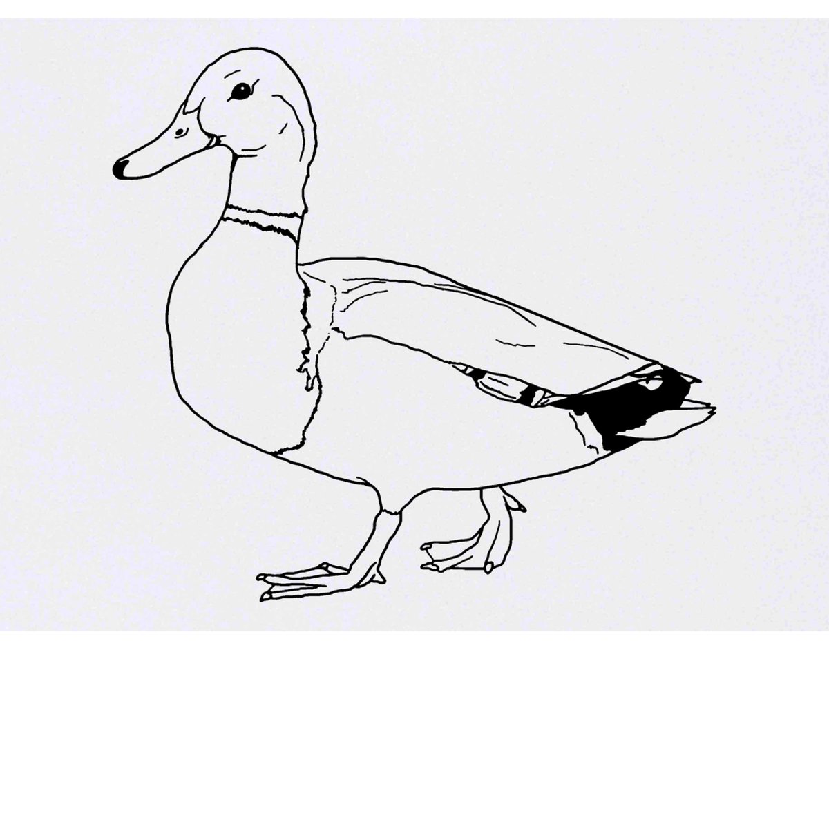 'Mallard Duck' Temporary Tattoo -  Water Resistant, Skin-Safe, Non-Toxic Transfer (TO00039066)