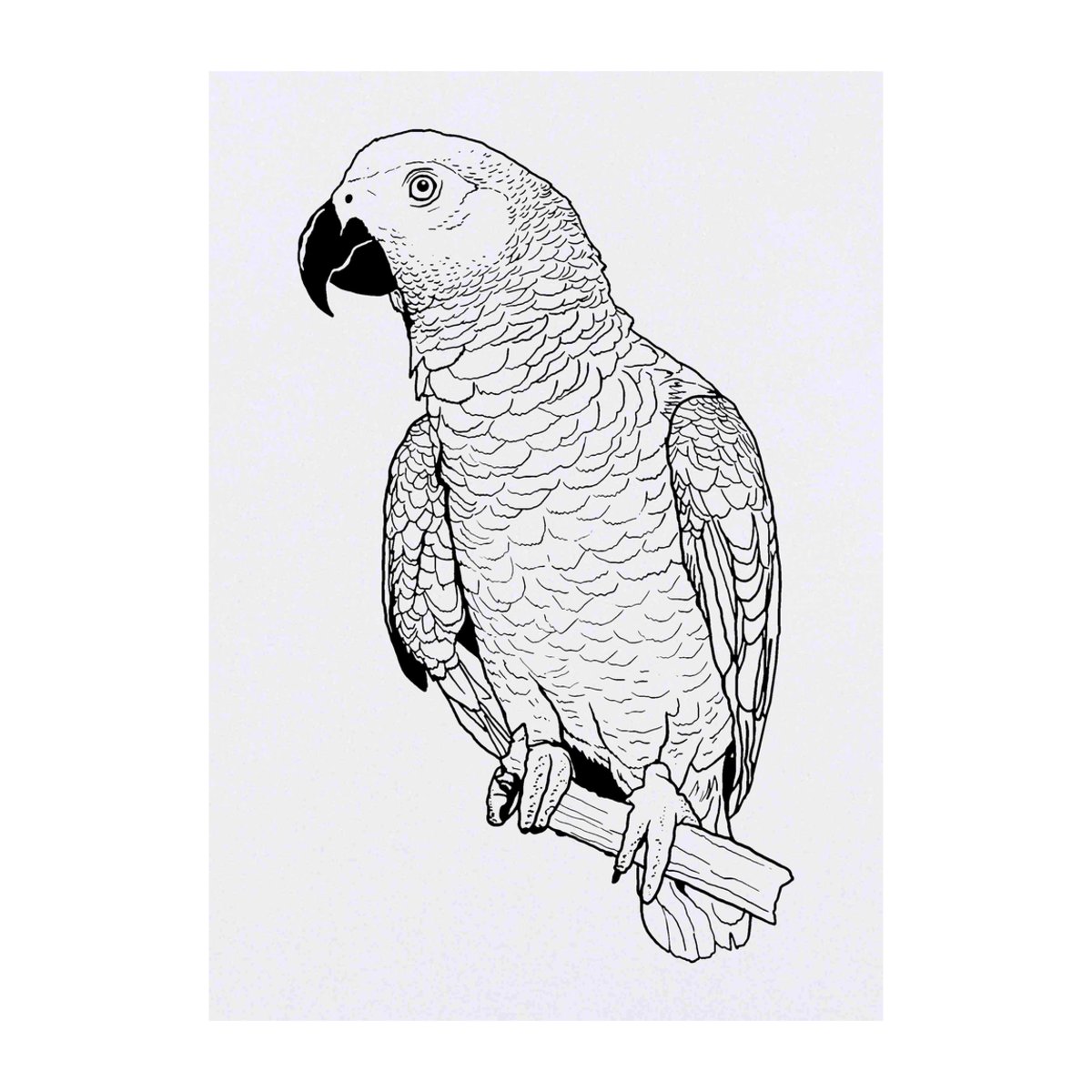 'African Grey Parrot' Temporary Tattoo -  Water Resistant, Skin-Safe, Non-Toxic Transfer (TO00039214)