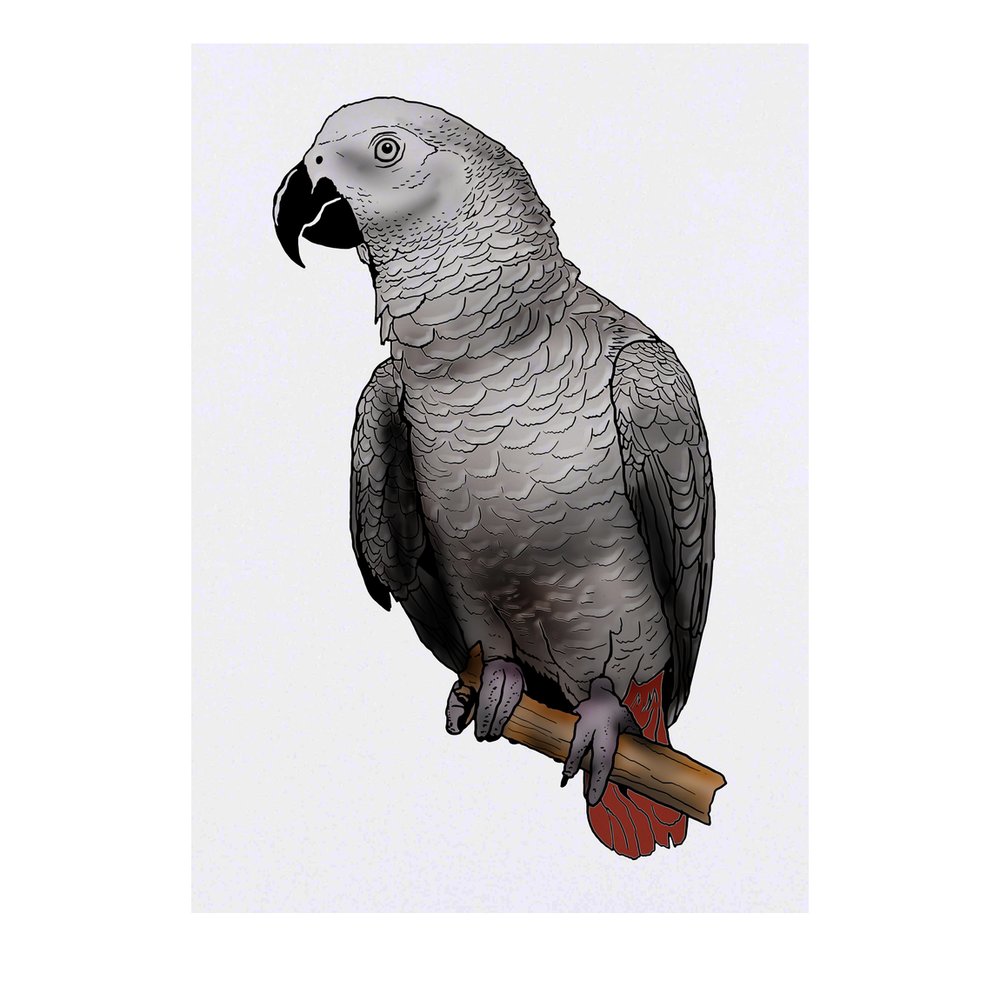 'African  Grey Parrot' Temporary Tattoo - Water Resistant, Skin-Safe, Non-Toxic Transfer (TO00039264)