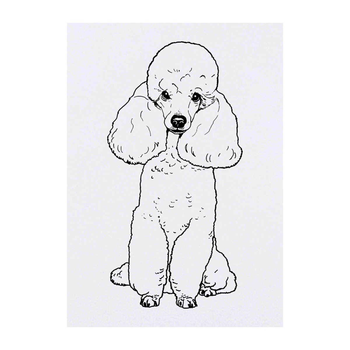 'Toy Poodle' Temporary Tattoo -  Water Resistant, Skin-Safe, Non-Toxic Transfer (TO00039542)