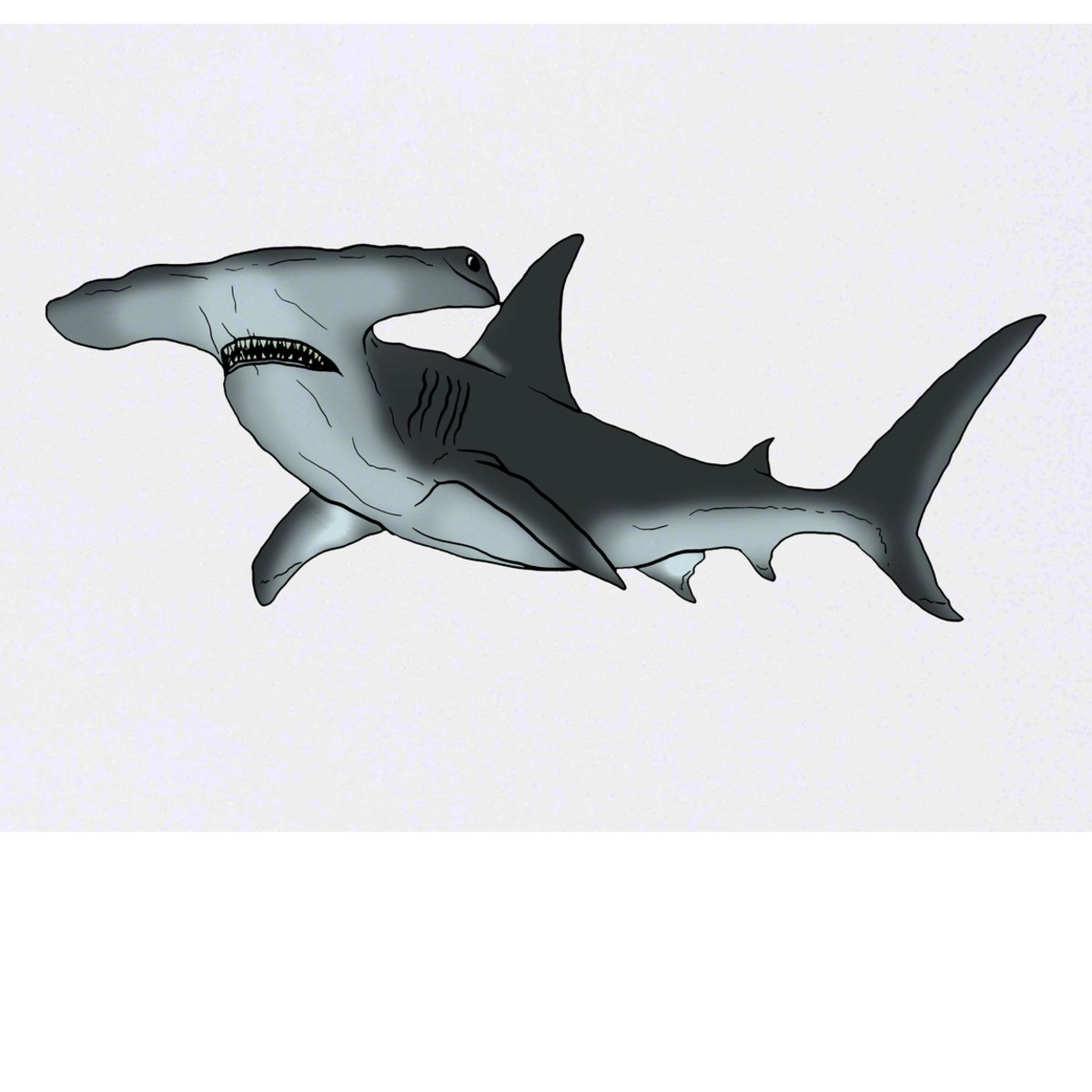 'Hammerhead Shark' Temporary Tattoo -  Water Resistant, Skin-Safe, Non-Toxic Transfer (TO00041828)