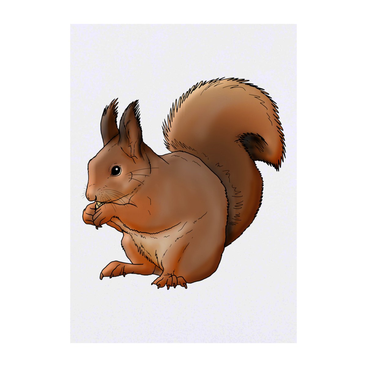 'Red Squirrel' Temporary Tattoo -  Water Resistant, Skin-Safe, Non-Toxic Transfer (TO00043248)