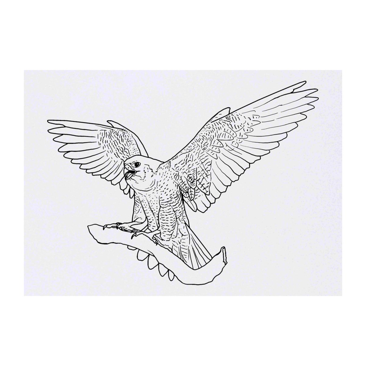 'Peregrine Falcon' Temporary Tattoo -  Water Resistant, Skin-Safe, Non-Toxic Transfer (TO00044000)