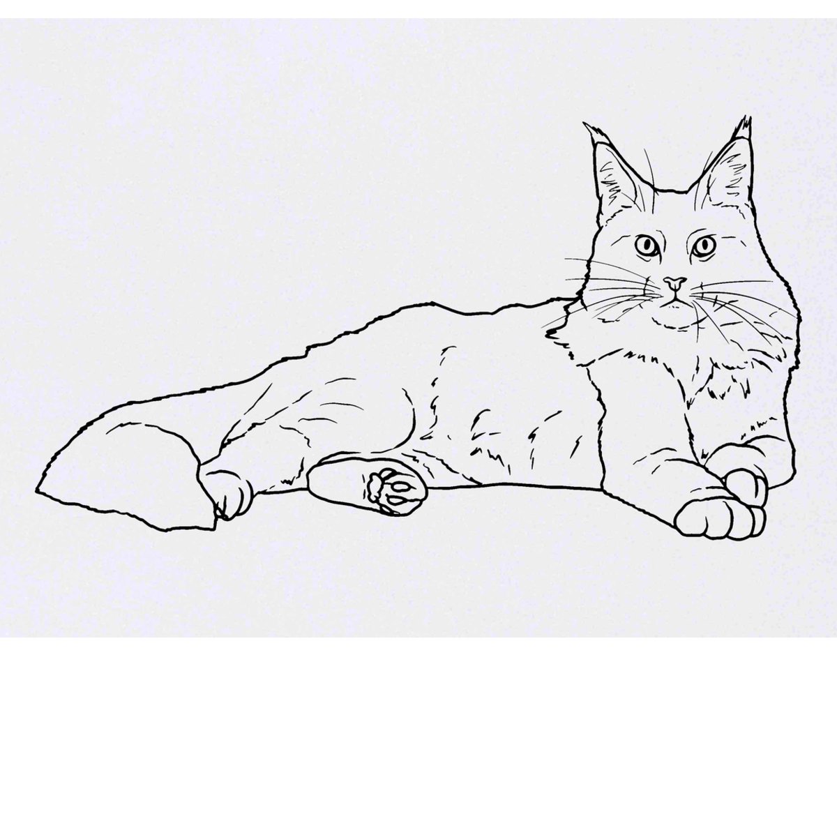 'Maine Coon' Temporary Tattoo -  Water Resistant, Skin-Safe, Non-Toxic Transfer (TO00051062)