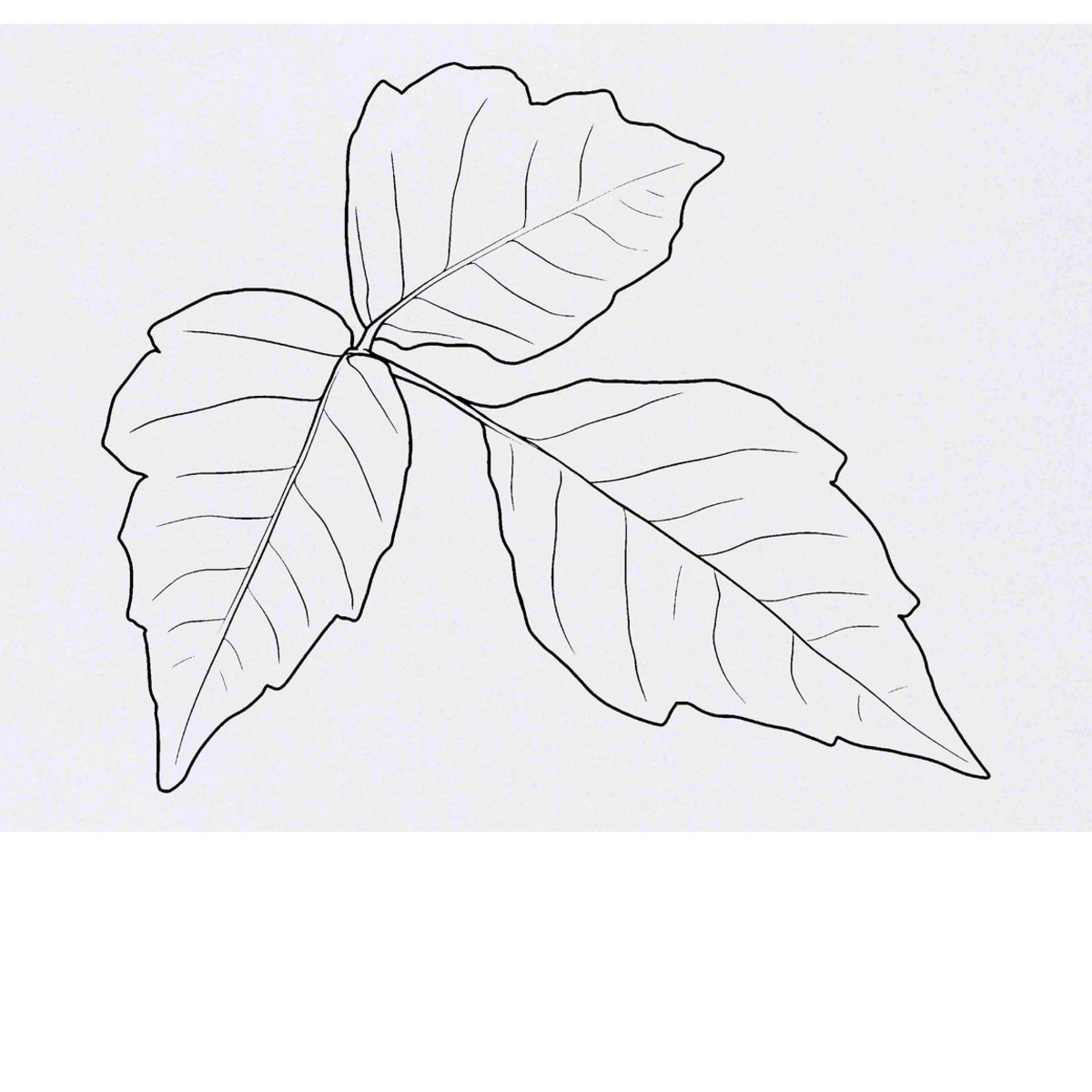 'Poison Ivy' Temporary Tattoo -  Water Resistant, Skin-Safe, Non-Toxic Transfer (TO00072241)